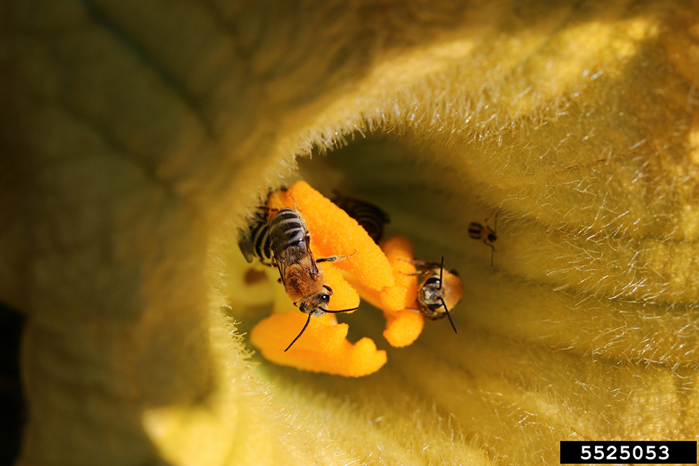 quash bee in flower