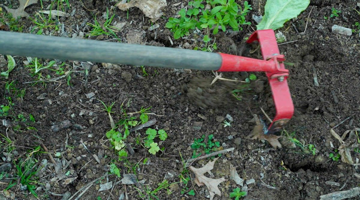 A stirrup hoe is being used to disturb the soil surface where small weeds are growing.