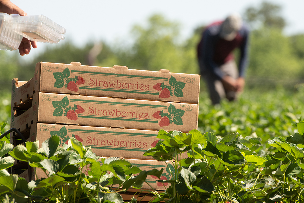 A close up of stacked boxes for strawberries with harvest workers in the background.