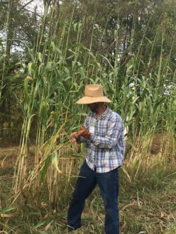 stripping sorghum in the field