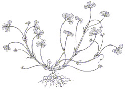 Subterranean Clover (Trifolium subterraneum)