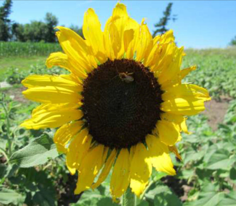 Sunflower Production for OnFarm Energy SARE