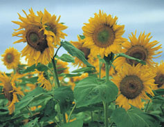 sunflower heads in field
