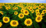 sunflowers.jpg Field of sunflowers