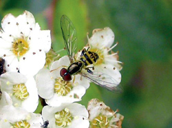 Diptera: Syrphidae Syrphid fly