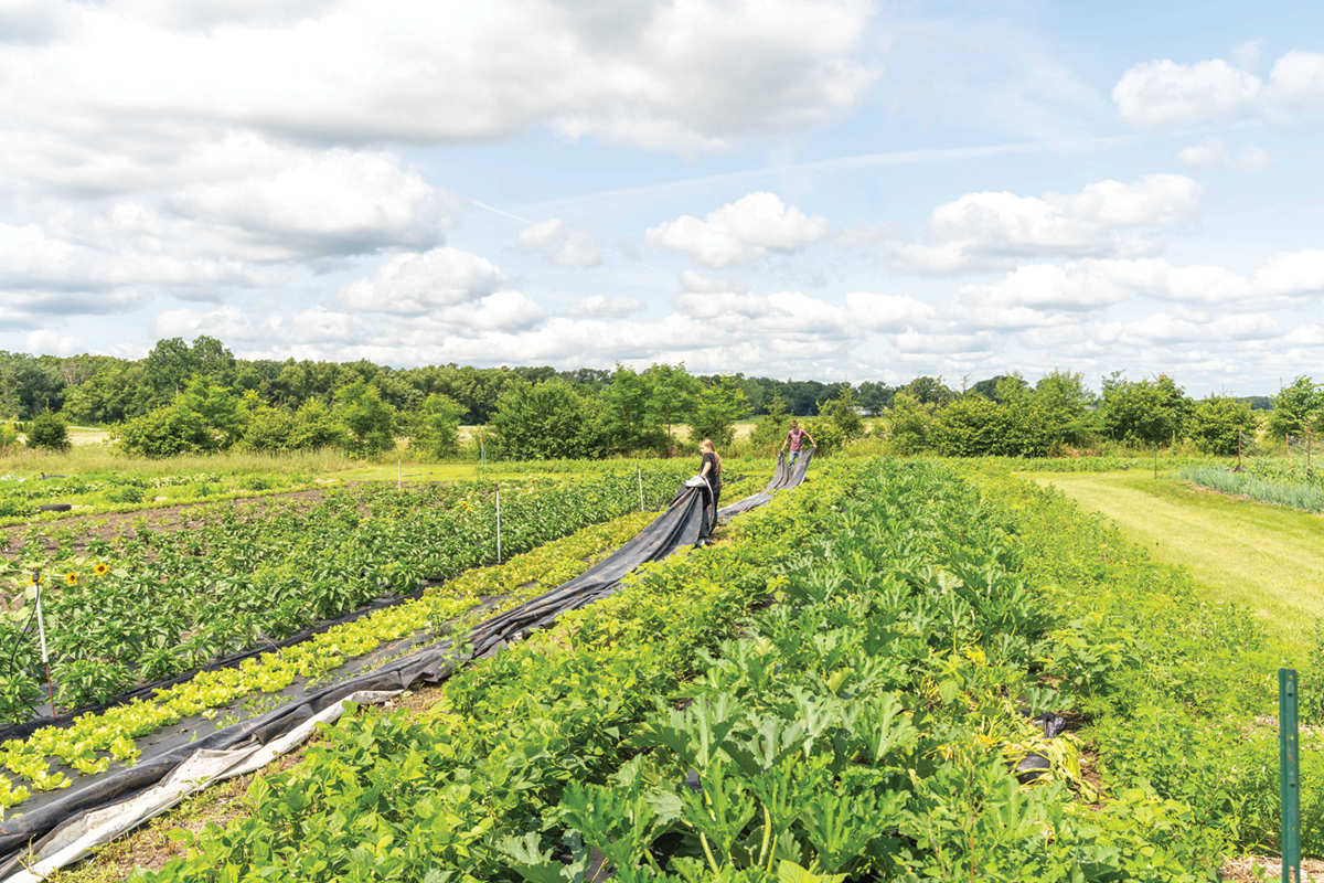 Farm workers dragging tarps into a field.