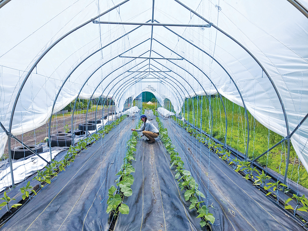 A woman tending to plants in a high caterpillar tunnel and irrigation drips down from the top