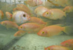 tilapia fish swimming in a tank together