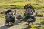 turkeys on pasture