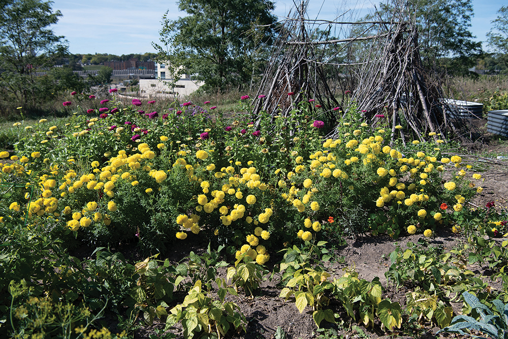 Yellow flowers blooming in an urban flower bed