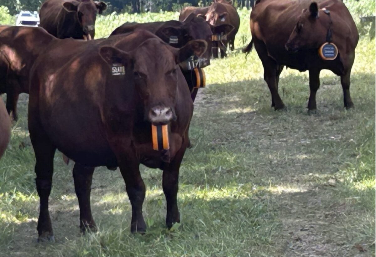 a group of cows wearing virtual fence collars