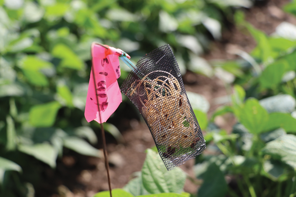 Close up of a mesh bag in a field that has parasitic wasp larvae in it.