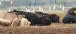 cows laying down in a field