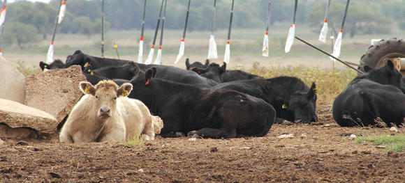 cows cows laying down in a field
