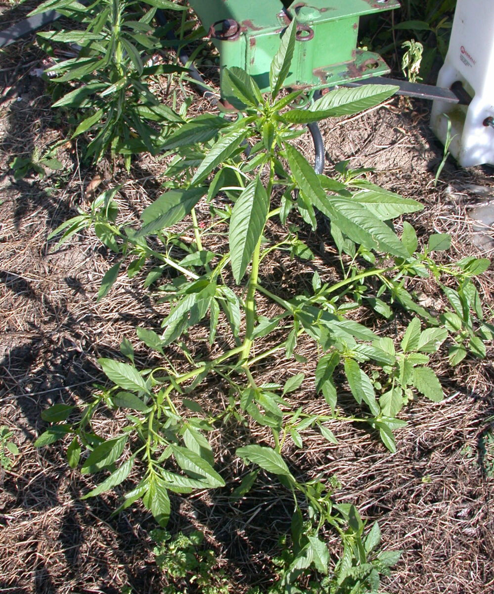 Waterhemp plant growing in the dry dirt