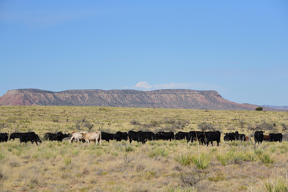 Cattle in western landscape