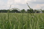 close up of a green wheat field