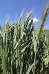 stalks of wheat in field
