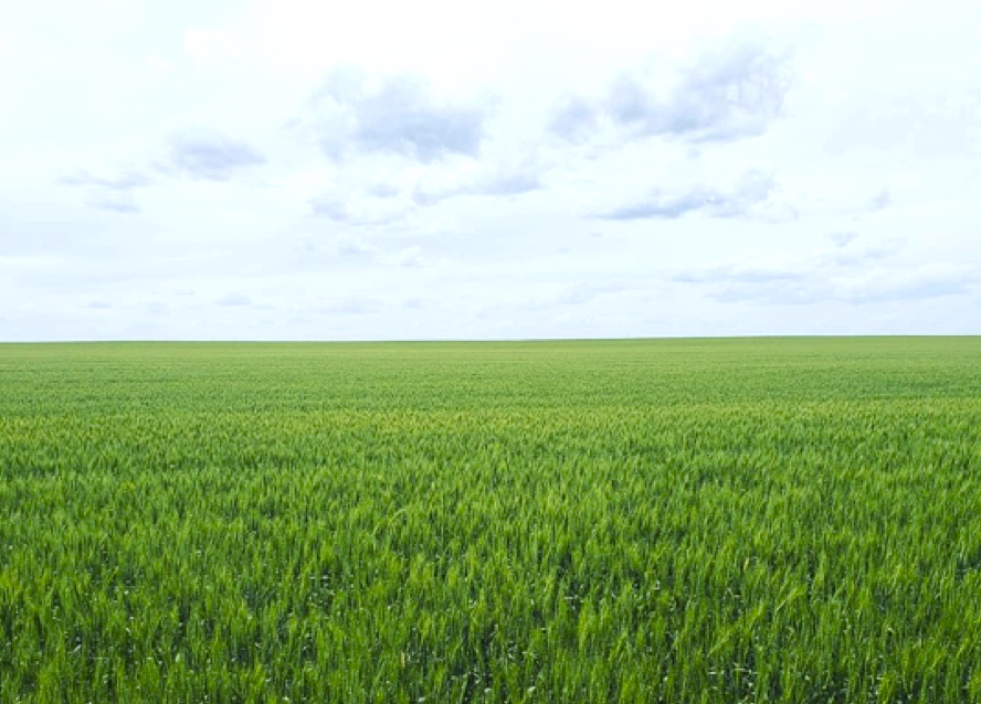A wide angle shot of a large flat landscape that's covered in a green wheat crop.
