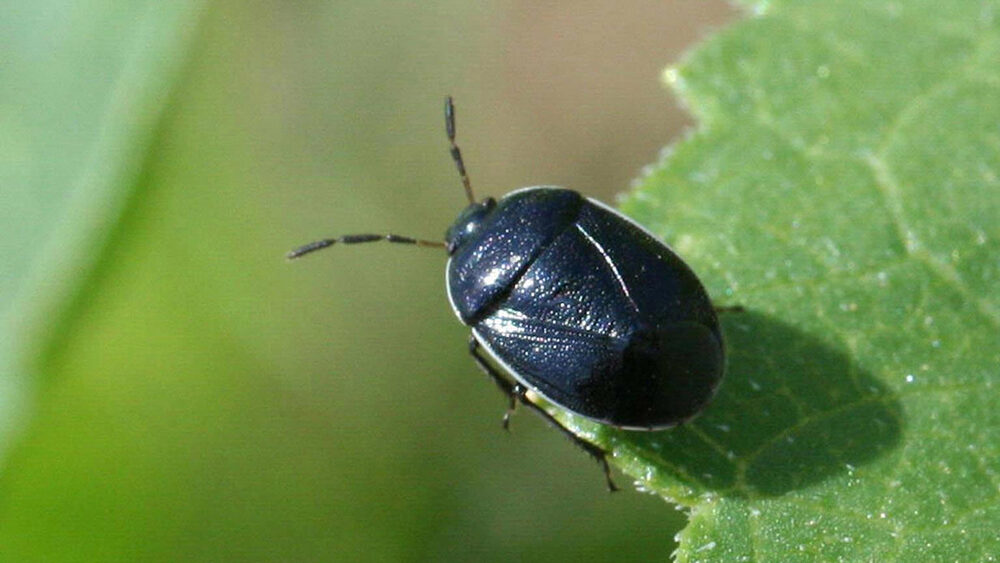 Black burrower bug perched on a green leaf edge. 
