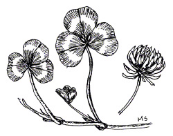WHITE CLOVER (Trifolium repens— intermediate type)