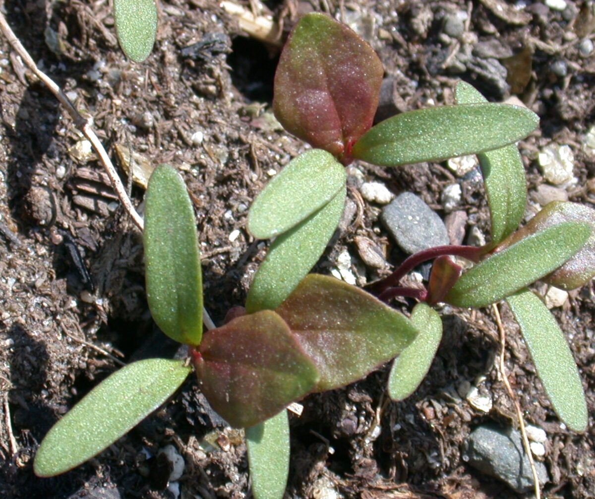 Wild buckwheat seedlings