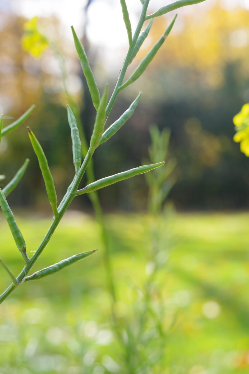 Downy Brome - SARE