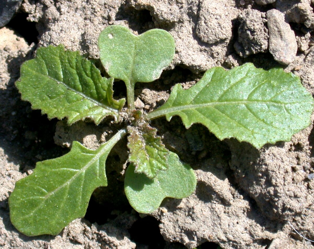 Wild radish seedling