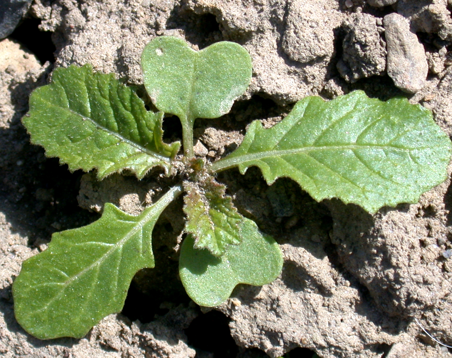 Wild Radish - SARE