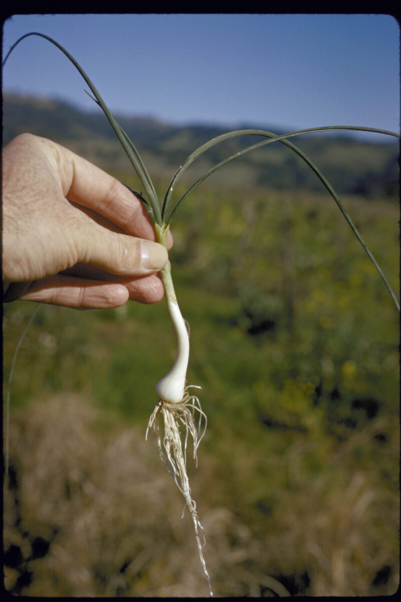 Wild garlic plant