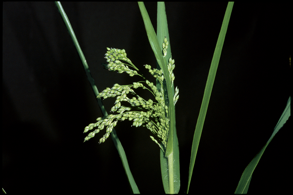 Wild-proso millet immature inflorescence