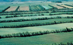 aerial view of windbreaks