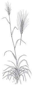 Winter wheat grows well in fall, then provides forage and protects soil over winter.