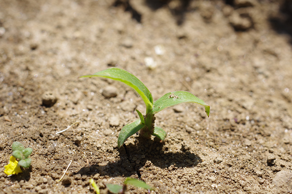 Witchgrass seedling sprouting from the ground