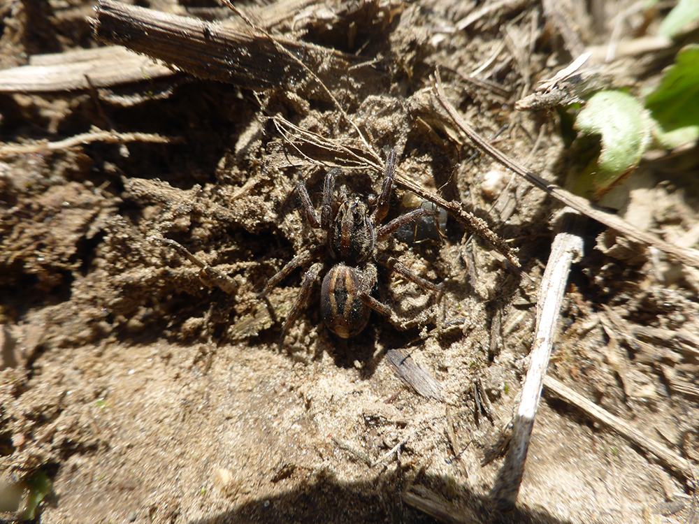 Wolf spider brown body on brown siol. 