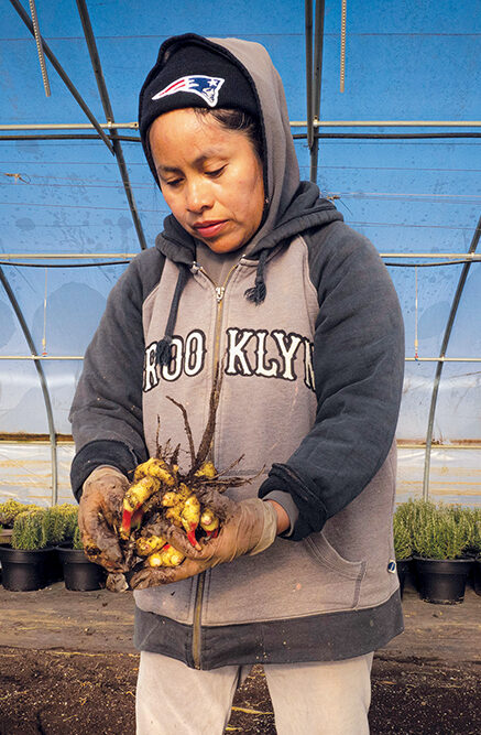 A woman holding a root vegetable in a high tunnel with crops behind her