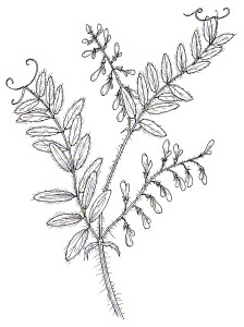 Wollypod Vetch (Vicia villosa ssp. dasycarpa)