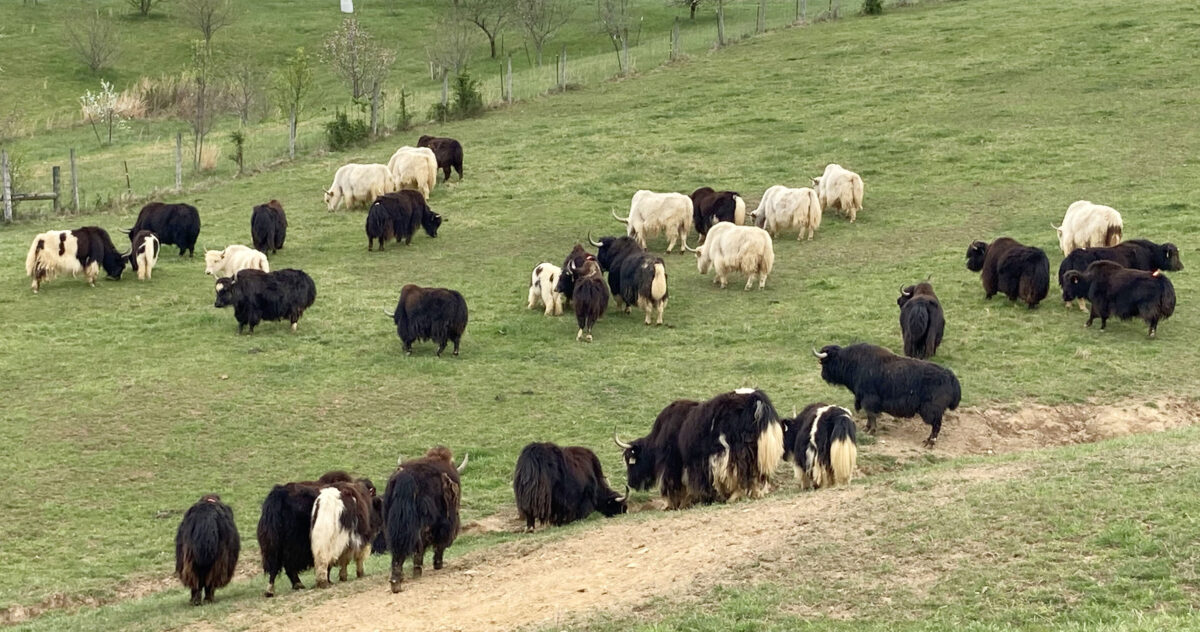 yaks grazing in a field