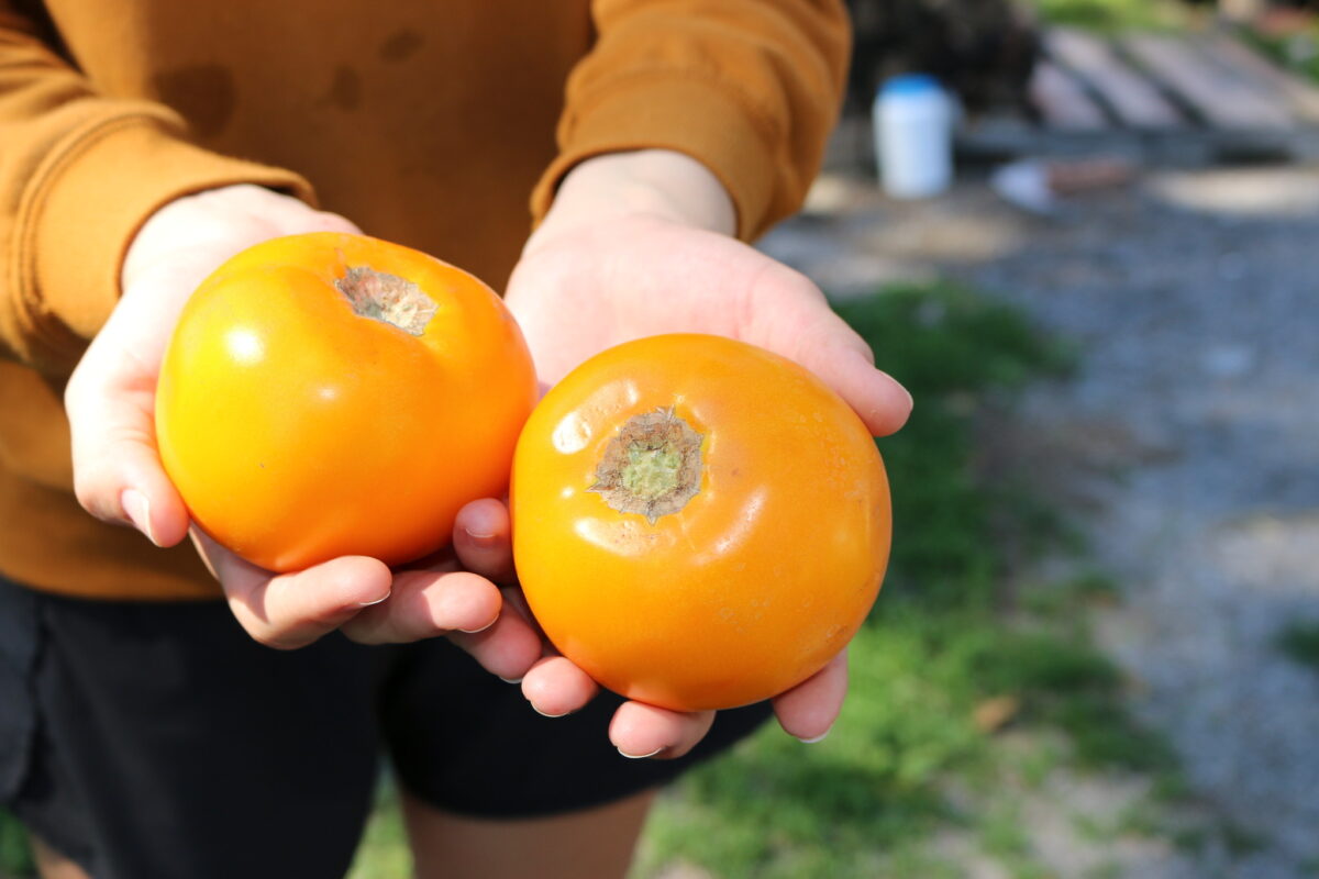 Hands holding two yellow tomatoes