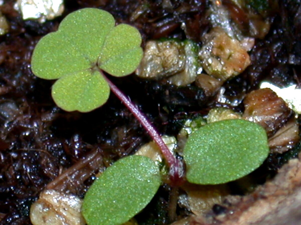Yellow woodsorrel seedling