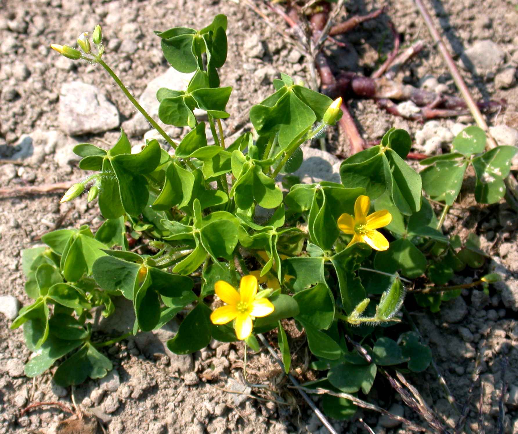 Yellow Woodsorrel SARE