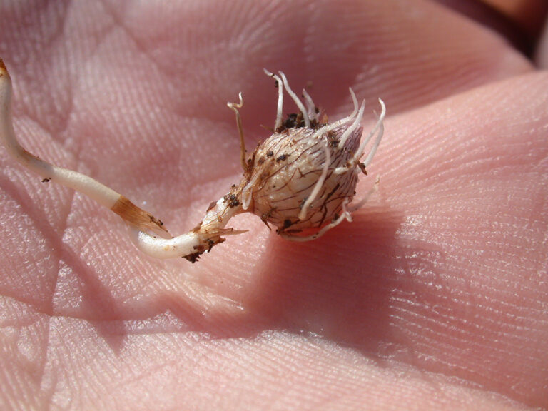 Yellow nutsedge SARE