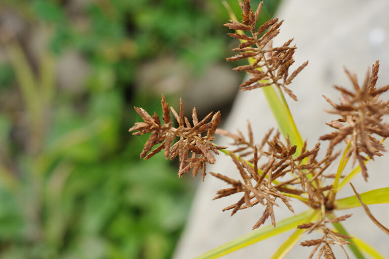 Yellow nutsedge SARE