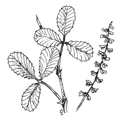 Yellow sweetclover (Melilotus officinalis)