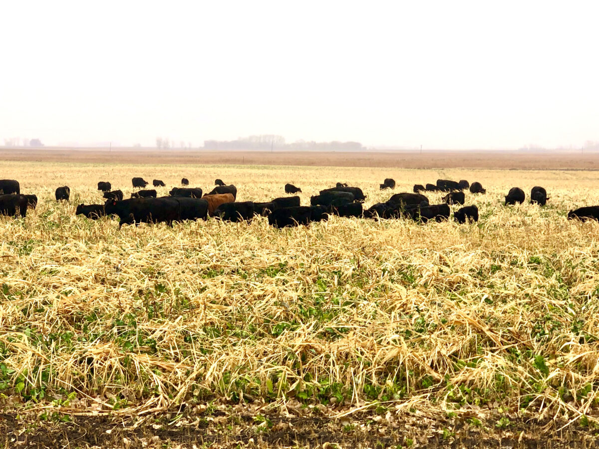 Cattle are grazing in a field where a cover crop is growing through a thick residue of a small grain crop that was harvested previously.